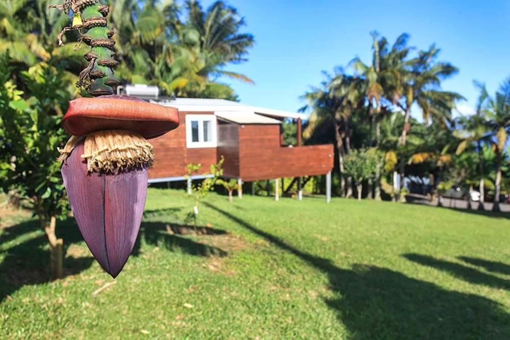 L'Escapade Creole Jacuzzi Privatif Bungalow Ananas Saint-Joseph Eksteriør billede